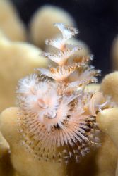 Christmas tree worm, just of the beach.
60mm. by Derek Haslam 